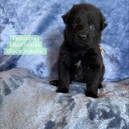 Felicette - Black female German Shepherd puppy in New Cambria, Missouri from Des Hausraben Shepherds