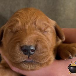 Black collar girl - Dark golden female Golden Retriever puppy in Fisher, Illinois from Aslan's Pride of Fidei Family Farms