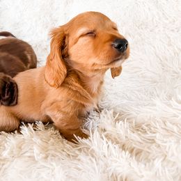 Dachshund Puppies from DachiesDash