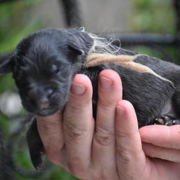 Female 3 - Black and red female German Shepherd puppy in Marianna, Florida from Haus M Godwin