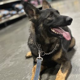Love - German Shepherd