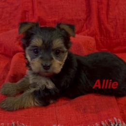Allie - Chocolate, tan and white female Yorkshire Terrier puppy in Seneca, Missouri from M.Y. Morkies and Yorkies