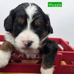 Waggle - Tri-color male Bernedoodle puppy in Neillsville, Wisconsin from Granton Creek