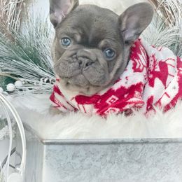 French Bulldog puppies from Frenchies Of Central Oregon