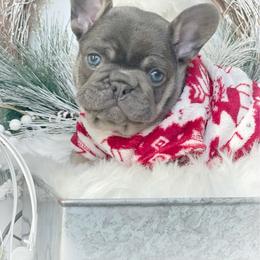 French Bulldog puppies from Frenchies Of Central Oregon