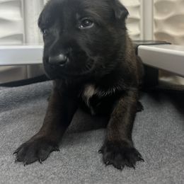 Blue - Red sable male Belgian Malinois puppy in Ellerbe, North Carolina from Grand Prix Kennel