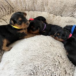 Yorkshire Terrier Puppies from Jennifer's Golden Retriever