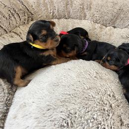 Yorkshire Terrier Puppies from Jennifer's Golden Retriever