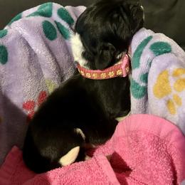 Girl Pink - Black female Newfoundland puppy in Marysville, Washington from Black Lions Newfoundlands