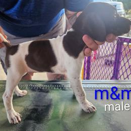 MM - Liver and white male German Shorthaired Pointer puppy in Hawley, Texas from Wood Farmstead