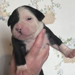 1 - male Alapaha Blue Blood Bulldog puppy in Grafton, Ohio from Eclipse Alapaha Kennels