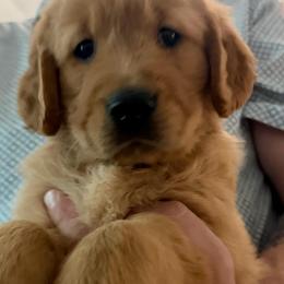 Valentino - Dark golden male Golden Retriever puppy in Orange City, Florida from Sidekick Retrievers