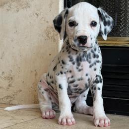 Male 5 - White and black male Dalmatian puppy in Lake Mathews, California from Bully Market