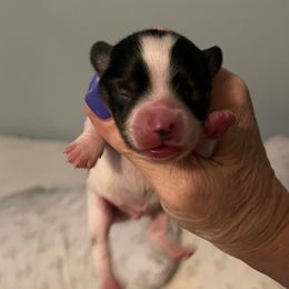 Lance - White black and tan male Papillon puppy in Central Florida, Florida from Sunshine Papillons