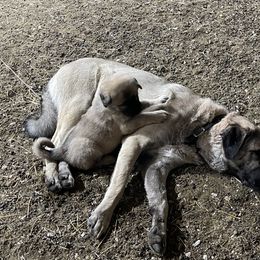 Anatolian Shepherd Dog Puppies from Smithville Hay Livestock Guardian Dogs