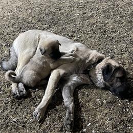 Anatolian Shepherd Dog Puppies from Smithville Hay Livestock Guardian Dogs
