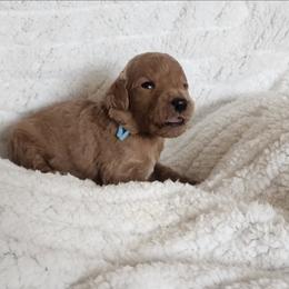 Light Blue - Red  male Goldendoodle puppy in Cumming, Georgia from Chattahoochee Kennels