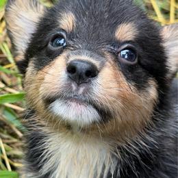 Baxter - Black and white male American Corgi puppy in Pioneer, Michigan from Country Corners Corgis