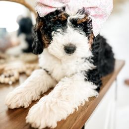 Hula - Tri-color Bernedoodle puppy in Grants Pass, Oregon from Royal Empire Bernedoodles
