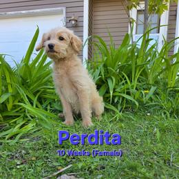 Perdita - Cream female Labradoodle puppy in Genoa City, Wisconsin from Sakura Pups
