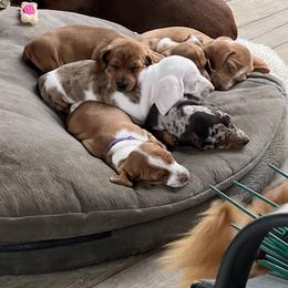 Dachshund Puppies from Witchy Woman’s Wiener’s