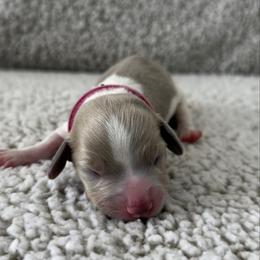 Nala - Piebald female Dachshund puppy in Lawrenceville, Georgia from Chivi Paws