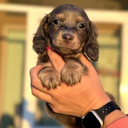 Dachshund Puppies from Davidson's Dachshunds