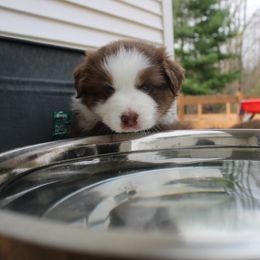 Australian Shepherd Puppies from Starlit Grove Australian Shepherds