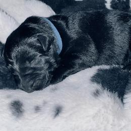 Dark Blue collar - Black female German Shepherd puppy in Marion, Ohio from Legacy K9’s