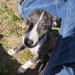 Lewis - Black brindle male Whippet puppy in Fowlerville, Michigan from Bloom's County Kennel
