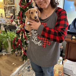 Dachshund Puppies from Lee’s Legendary Lines