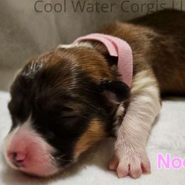 Noel - Sable Pembroke Welsh Corgi puppy in Kiowa, Colorado from Cool Water Corgis LLC