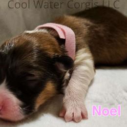 Noel - Sable Pembroke Welsh Corgi puppy in Kiowa, Colorado from Cool Water Corgis LLC