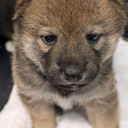 Red male - Red male Shiba Inu puppy in Warren County, New Jersey from Yellow Gate Kennel