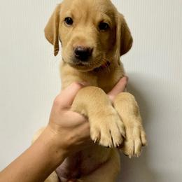 Orange - Yellow male Labrador Retriever puppy in Newaygo, Michigan from Royal Oak Gundogs