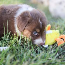 Australian Shepherd Puppies from Lake Creek Aussies