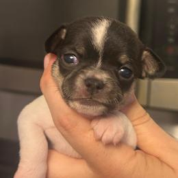 Echo - Black female Chihuahua puppy in New Castle, Delaware from Sasha’s Elite Kennel LLC