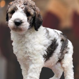 Goldendoodle Puppies from Two Ps in a Pod