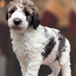 Goldendoodle Puppies from Two Ps in a Pod