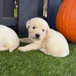 Wasabi - Light golden male Golden Retriever puppy in Oak Hill, Florida from Swingin T Ranch LLC