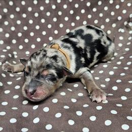 Colonel Miles - Blue merle male Miniature Australian Shepherd puppy in Orrtanna, Pennsylvania from Mountain Top Shepherd's
