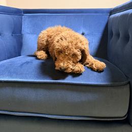 Poodle Puppies from Regal Crest Poodles