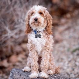 Dexter - Goldendoodle