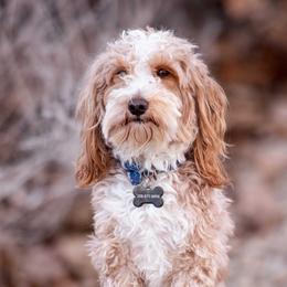 Dexter - Goldendoodle