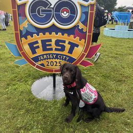 Labrador Retriever Puppies from Rose Gold Retrievers