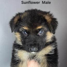 Sunflower - Black and tan male German Shepherd puppy in Tony, Wisconsin from Muddy Acres German Shepherds