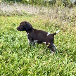 Rambo - male German Shorthaired Pointer puppy in Oxford, Ohio from LyonHeart