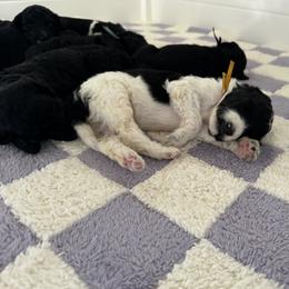 Goldendoodle Puppies from Summer Sun Doodles