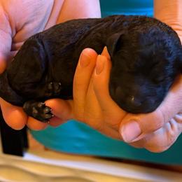 Lyla - Black female Poodle puppy in Greenwich, New York from MizzElle’s Standard Poodles
