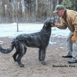 Irish Wolfhound Puppies from Boondocks Irish Wolfhounds